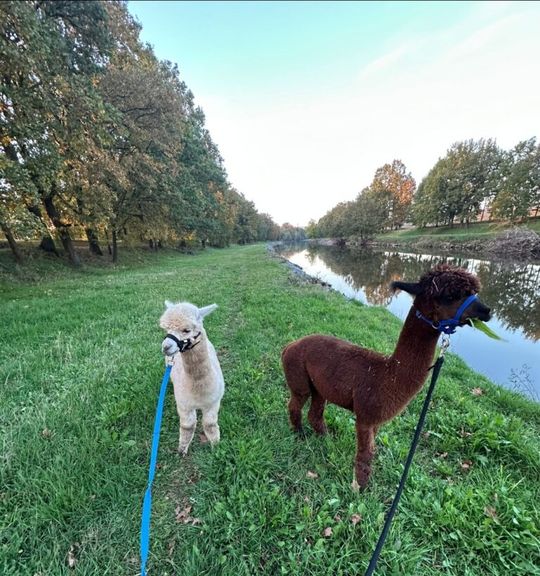 Alpaka trekking v Hluboké nad Vltavou