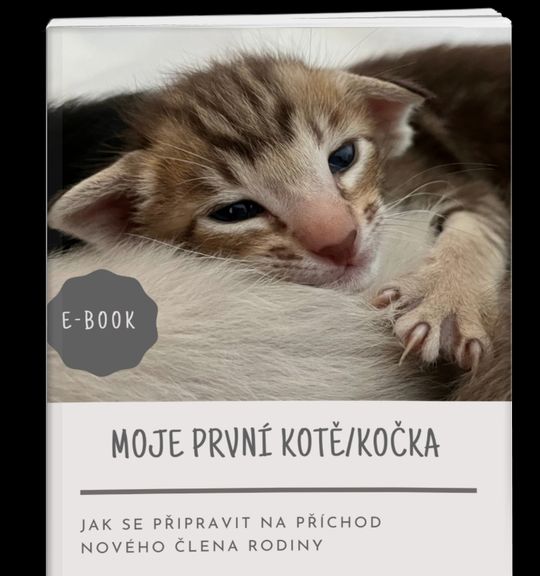 Moje první kotě a kočka