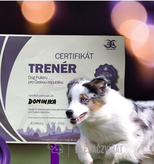 Výcvik - Dog Puller