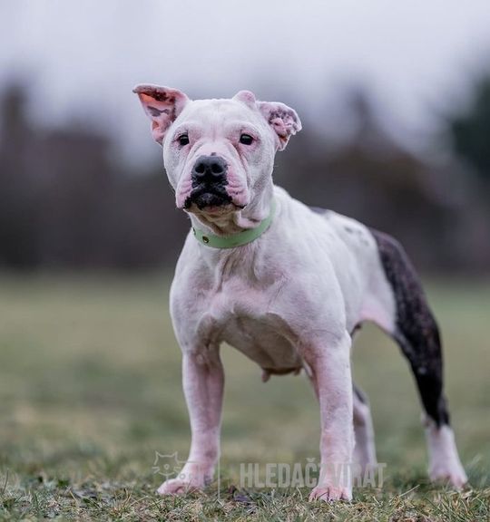 K adopci pes: Americký stafordširský teriér - Mandlička z útulku docaskydede