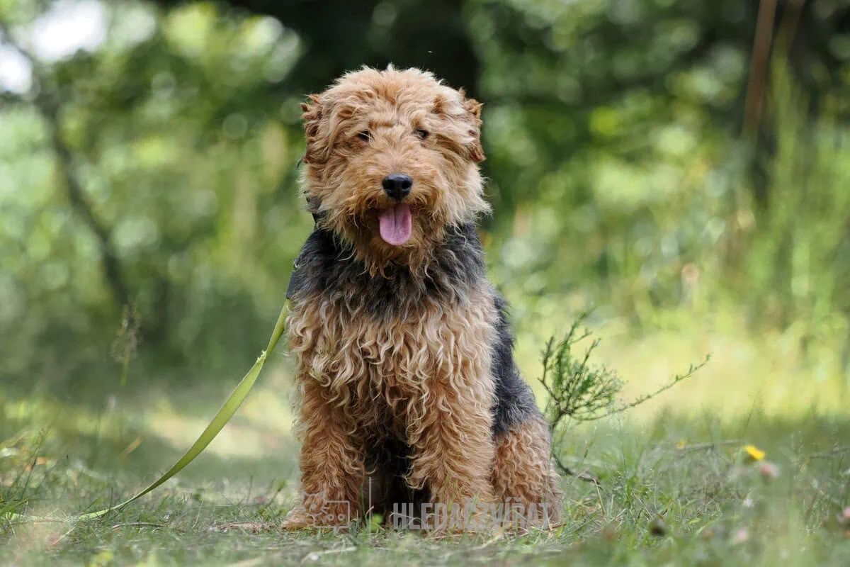 Velšteriér, skupina Teriéři