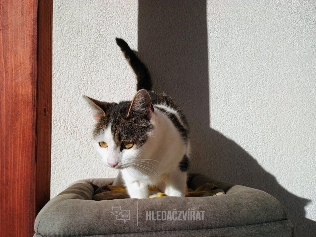 Domácí kočka, skupina Domácí kočky (ostatní/kříženci)