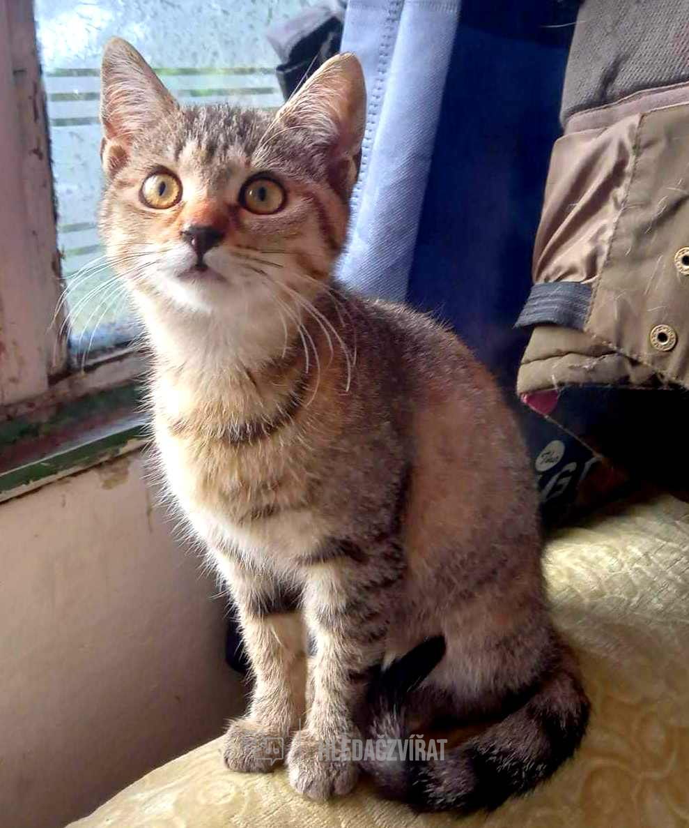 Domácí kočka, skupina Domácí kočky (ostatní/kříženci)