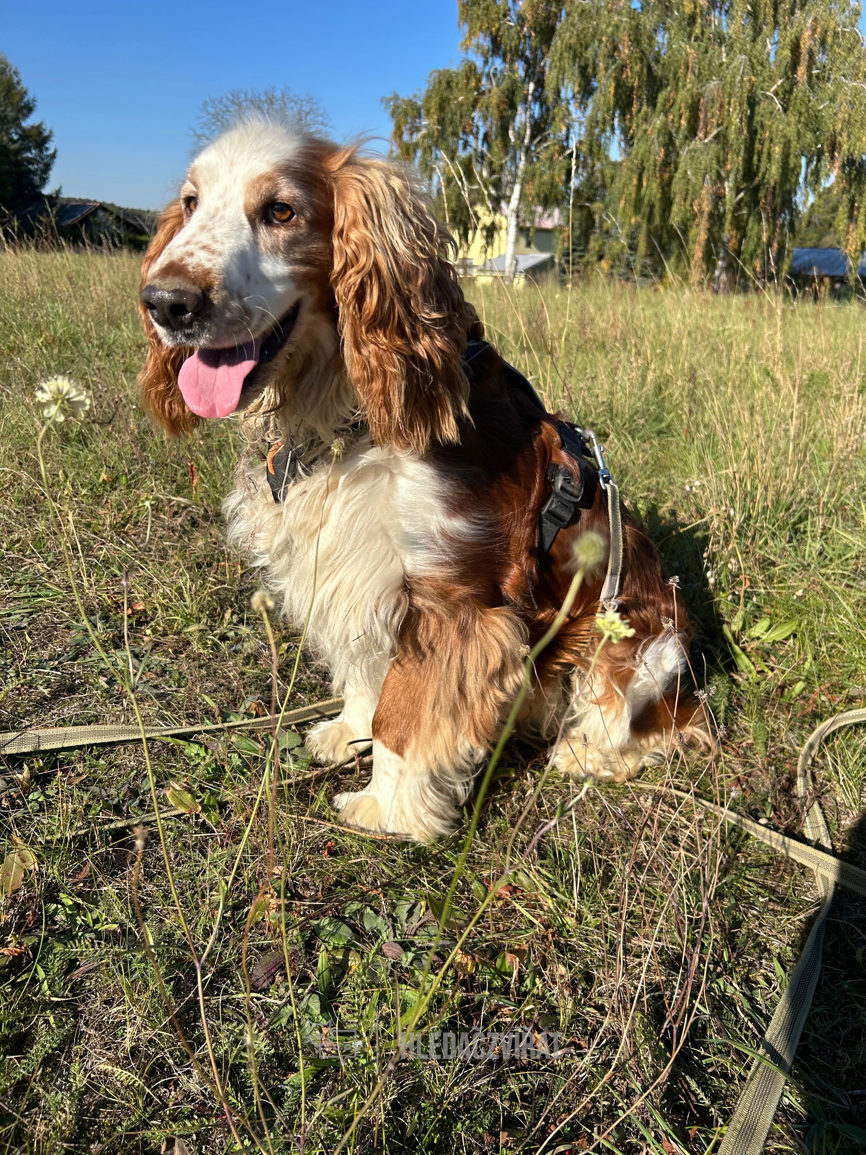 Velššpringršpaněl, skupina Slídiči, retrívři a vodní psi
