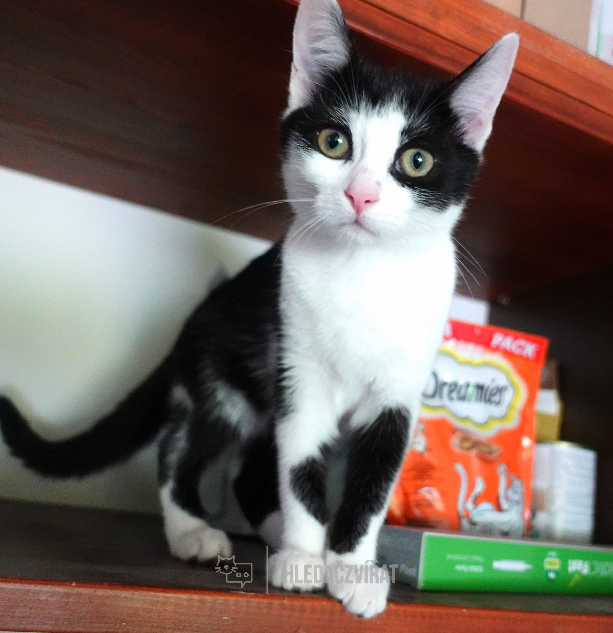 Domácí kočka, skupina Domácí kočky (ostatní/kříženci)