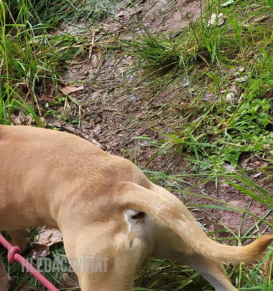 Na prodej pes: Americký pitbulteriér. Inzerát názvem Pitbull s PP zdarma pitbullteriér apbt bully od chovatelské stanice kreveta5