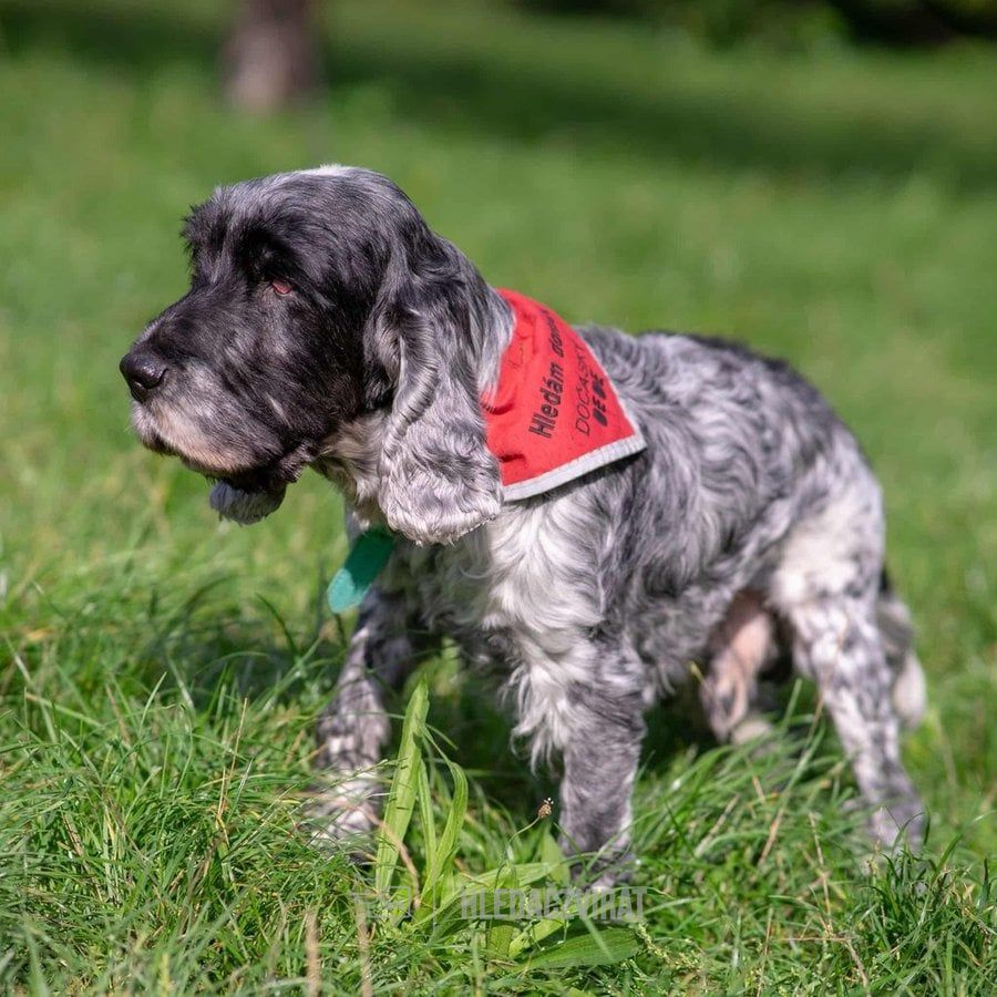 Americký kokršpaněl, skupina Slídiči, retrívři a vodní psi