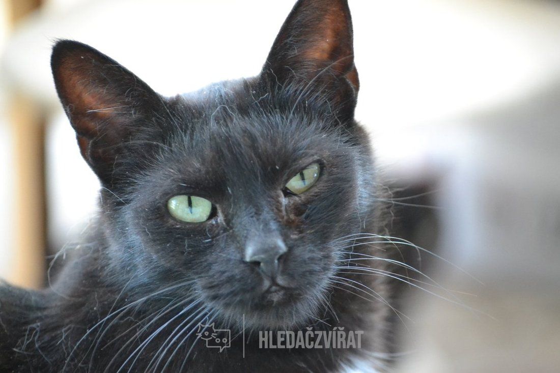 Domácí kočka, skupina Domácí kočky (ostatní/kříženci)