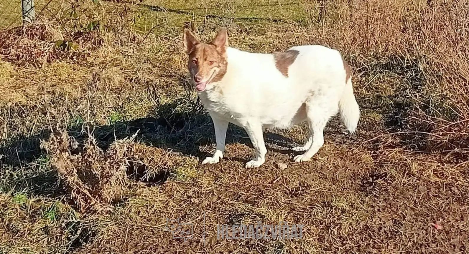 Kříženec, skupina Ostatní plemena a kříženci