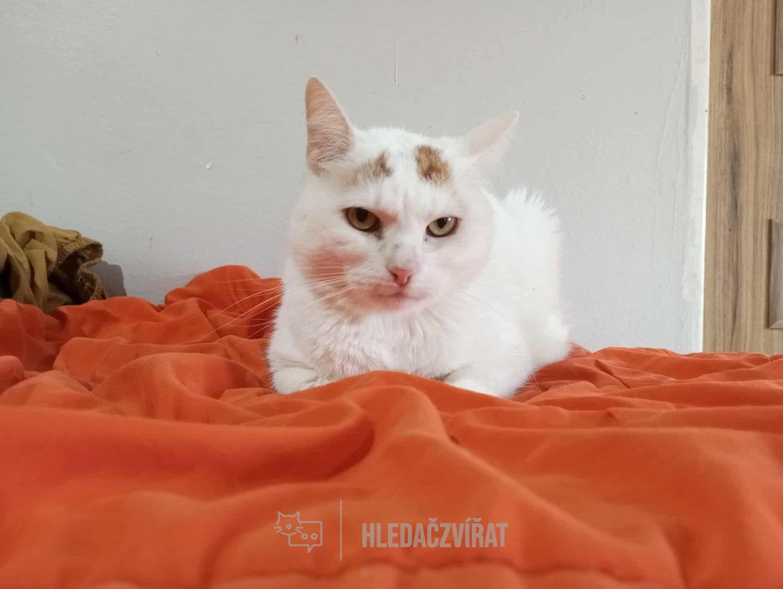 Domácí kočka, skupina Domácí kočky (ostatní/kříženci)