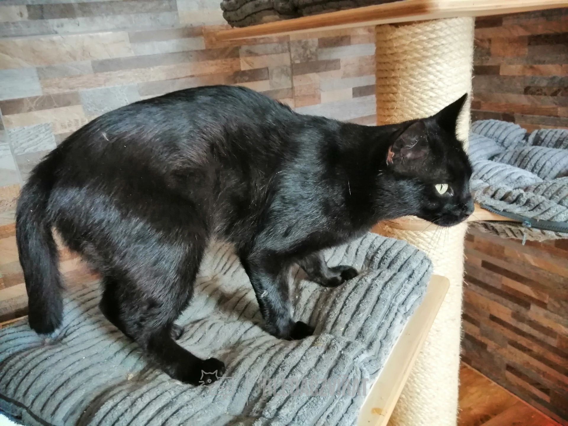 Domácí kočka, skupina Domácí kočky (ostatní/kříženci)