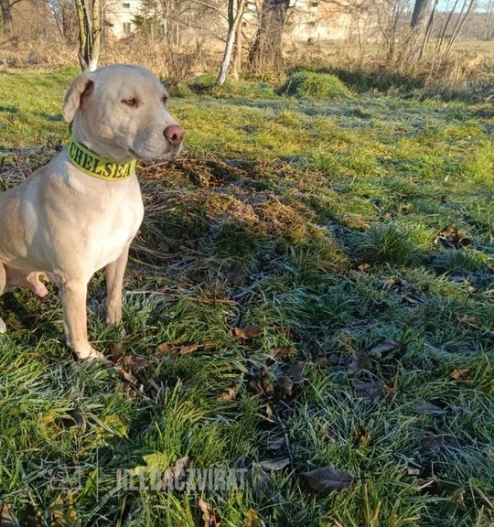 K adopci pes: Americký stafordširský teriér - Sam z útulku JavornickeCumacky