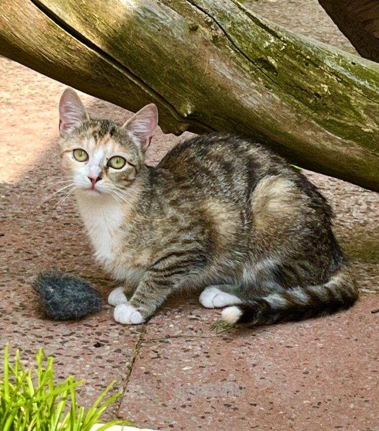 Domácí kočka, skupina Domácí kočky (ostatní/kříženci)