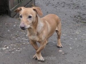 Jezevčík, skupina Jezevčíci