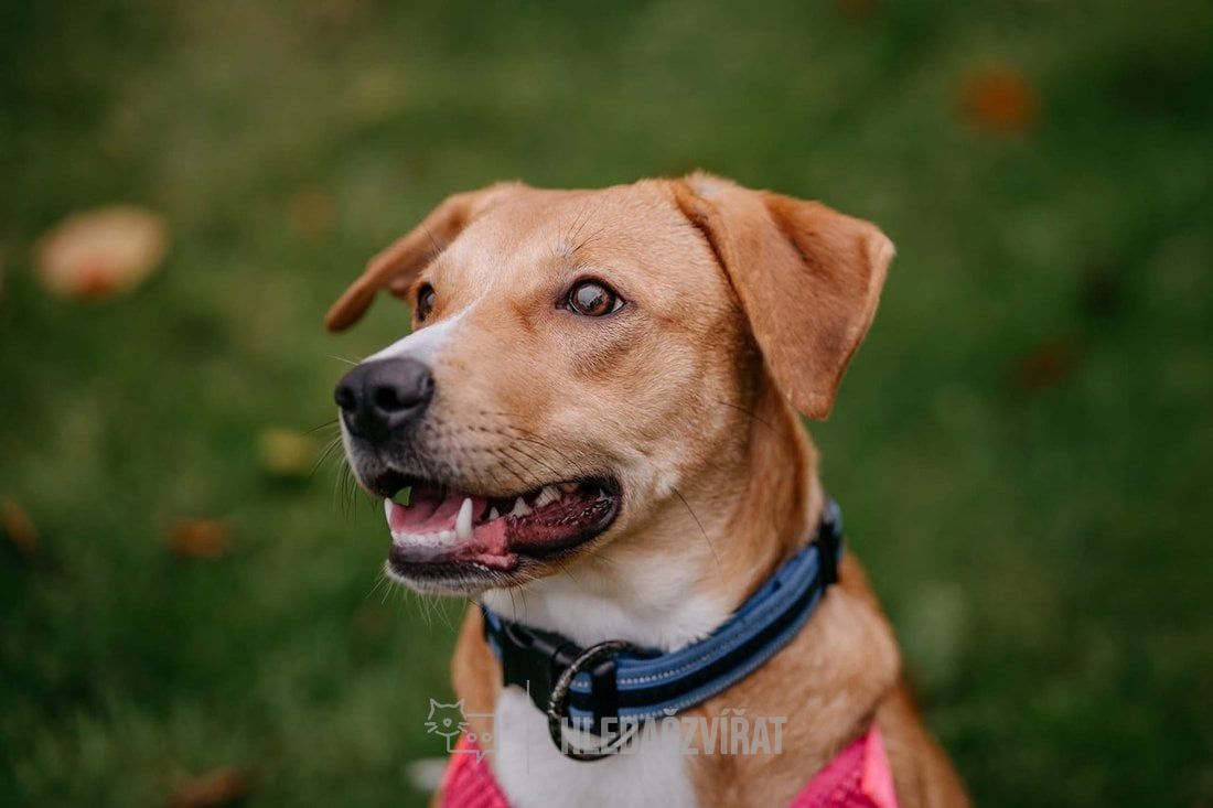 Kříženec, skupina Ostatní plemena a kříženci