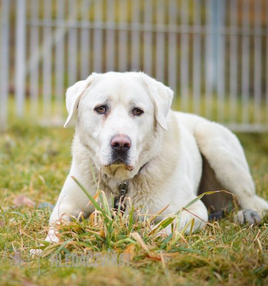 K adopci pes: Kavkazský pastevecký pes - Něžná dušička ve velkém těle Theo z útulku AniDef