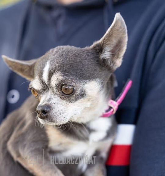 K adopci pes: Čivava - Nanynka- hledá domov z útulku pes-nejvernejsi-pritel