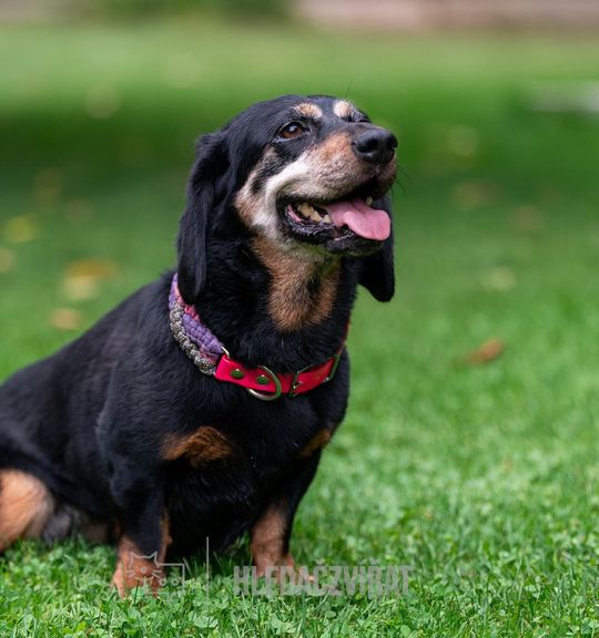 K adopci pes: Alpský jezevčíkovitý brakýř - Desetiletá psí dáma Tery z útulku DogPoint