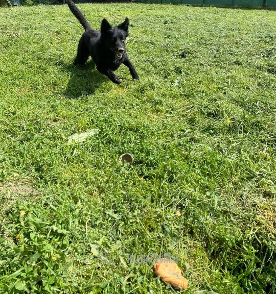 K adopci pes: Kříženec - Ben z útulku utulek-chlum-u-horic