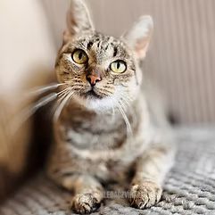 Domácí kočka, skupina Domácí kočky (ostatní/kříženci)