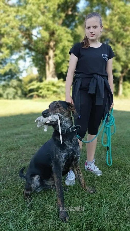 Německý ohař, skupina Ohaři