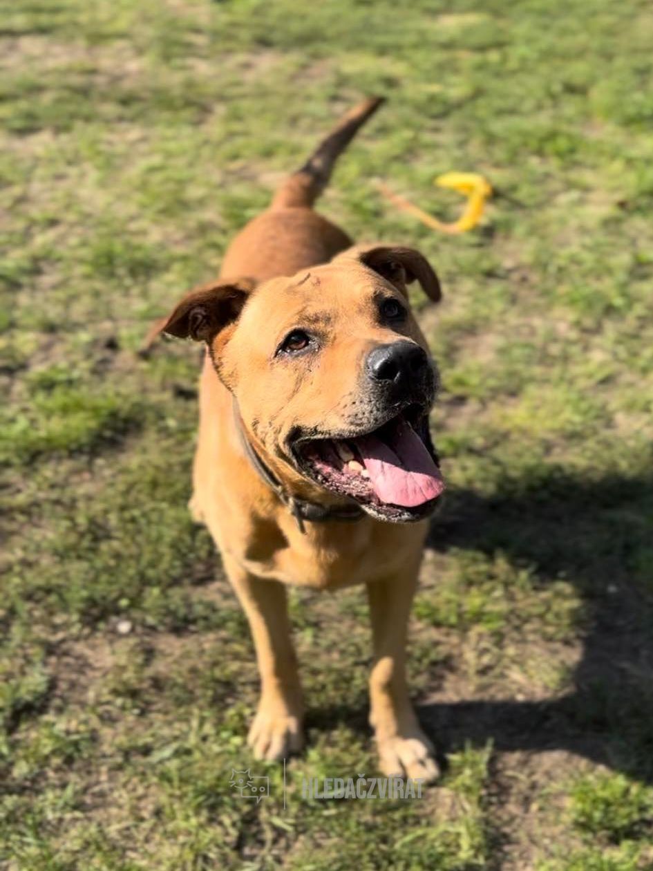 Kříženec, skupina Ostatní plemena a kříženci