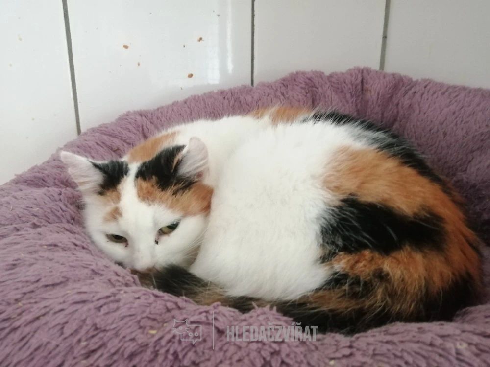 Domácí kočka, skupina Domácí kočky (ostatní/kříženci)