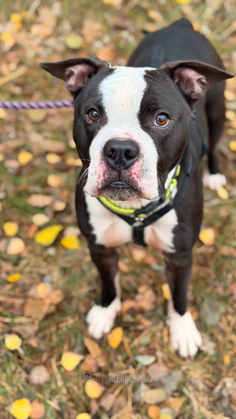 Americký stafordširský teriér, skupina Teriéři