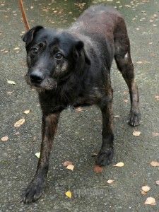 Kříženec, skupina Ostatní plemena a kříženci