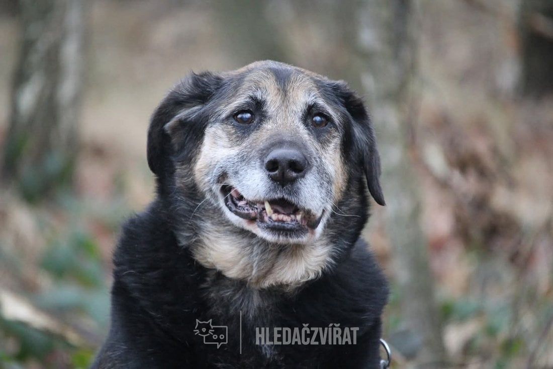 Kříženec, skupina Ostatní plemena a kříženci