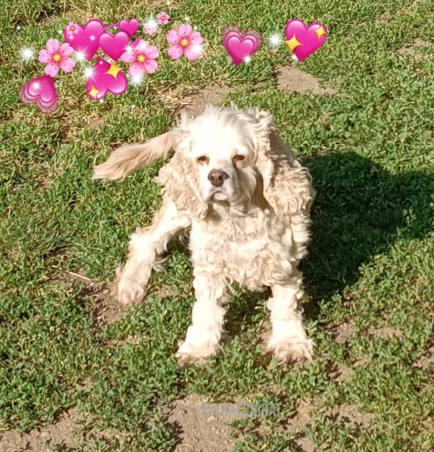 Kříženec, skupina Ostatní plemena a kříženci