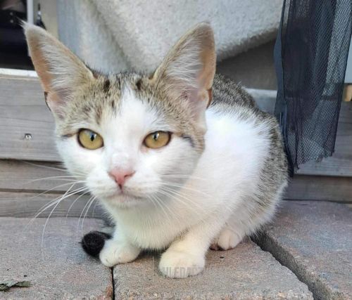 Domácí kočka, skupina Domácí kočky (ostatní/kříženci)