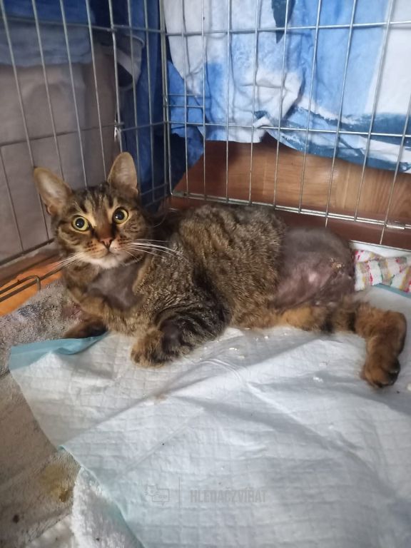 Domácí kočka, skupina Domácí kočky (ostatní/kříženci)