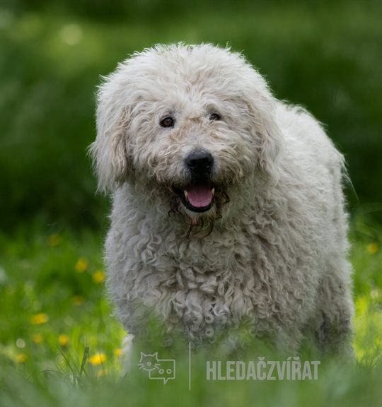 K adopci pes: Komondor - Max z útulku Utulek-Dogsy
