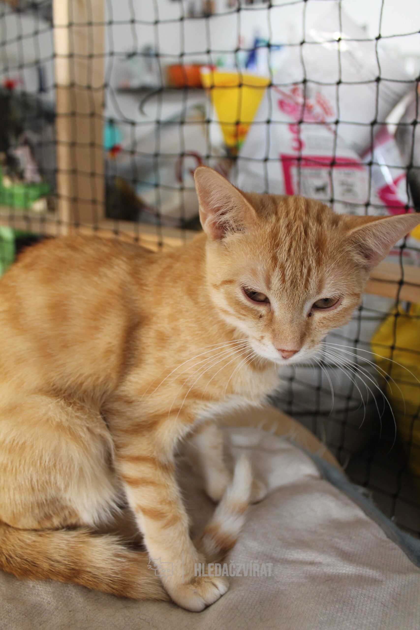 Evropská kočka, skupina Krátkosrsté a somálské kočky