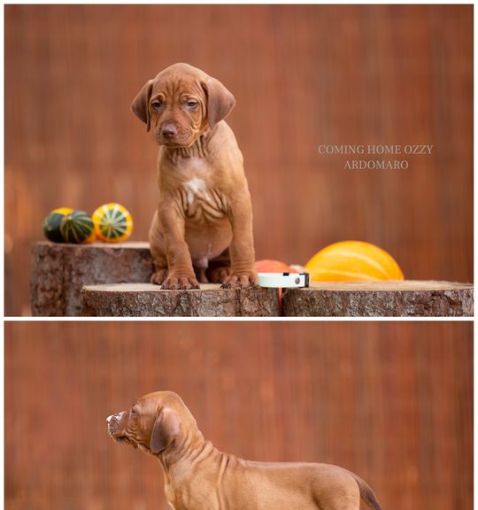 Na prodej pes: Rhodéský ridgeback. Inzerát názvem zvědavé štěňátko klidnější povahy rhodéský rigeback od chovatelské stanice ardomaro