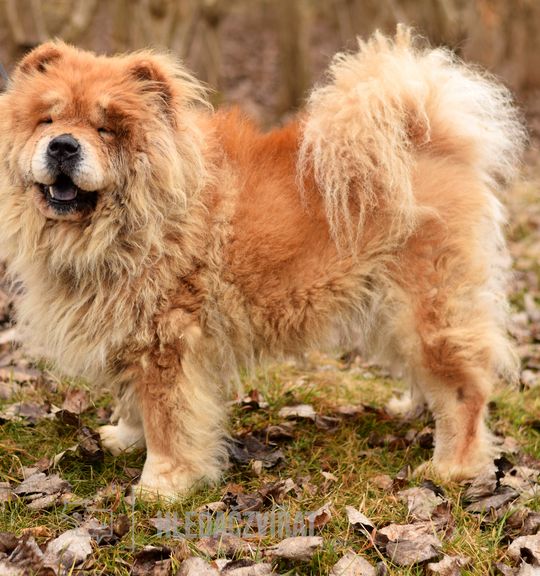 K adopci pes: Čau-čau - Jůlinka z útulku psi-utulek-zelene-vendoli