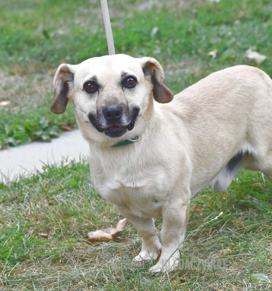 K adopci pes: Jezevčík - Azor z útulku olomouckyutulek