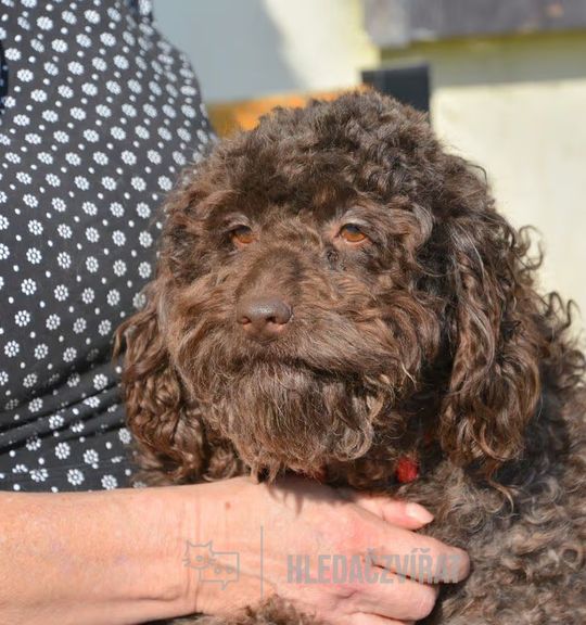 K adopci pes: Pudl - Gama z útulku ctyrlistekprohafany