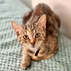 Domácí kočka, skupina Domácí kočky (ostatní/kříženci)