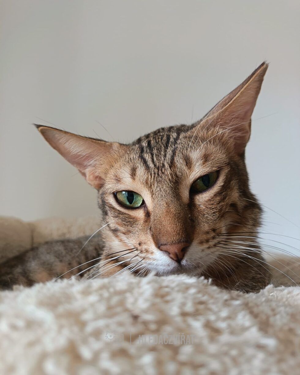 Domácí kočka, skupina Domácí kočky (ostatní/kříženci)