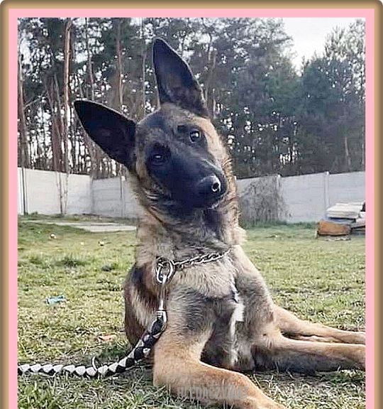 K adopci pes: Belgický ovčák - ANGEL K ADOPCI - HLEDÁ SVÉHO ANDĚLA z útulku PomocPejskum