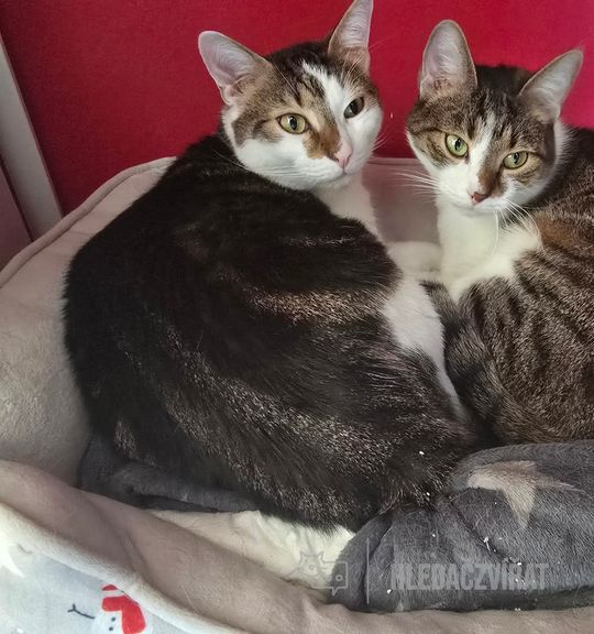 Na prodej kočka plemene: Domácí kočka. Inzerát názvem Sháním milující domov pro 2 kocourky od chovatelské stanice vanesah