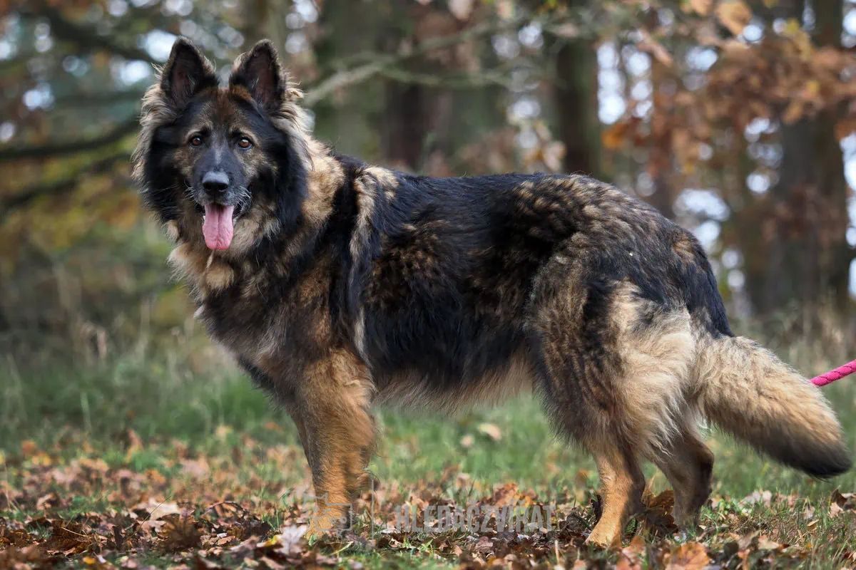 Německý ovčák, skupina Ovčácká, pastevecká a honácká plemena