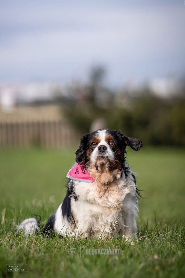 Kavalír King Charles španěl, skupina Plemena společenská