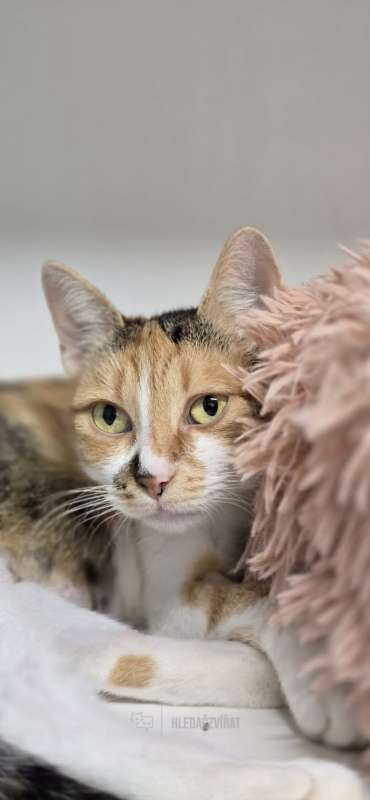 Evropská kočka, skupina Krátkosrsté a somálské kočky