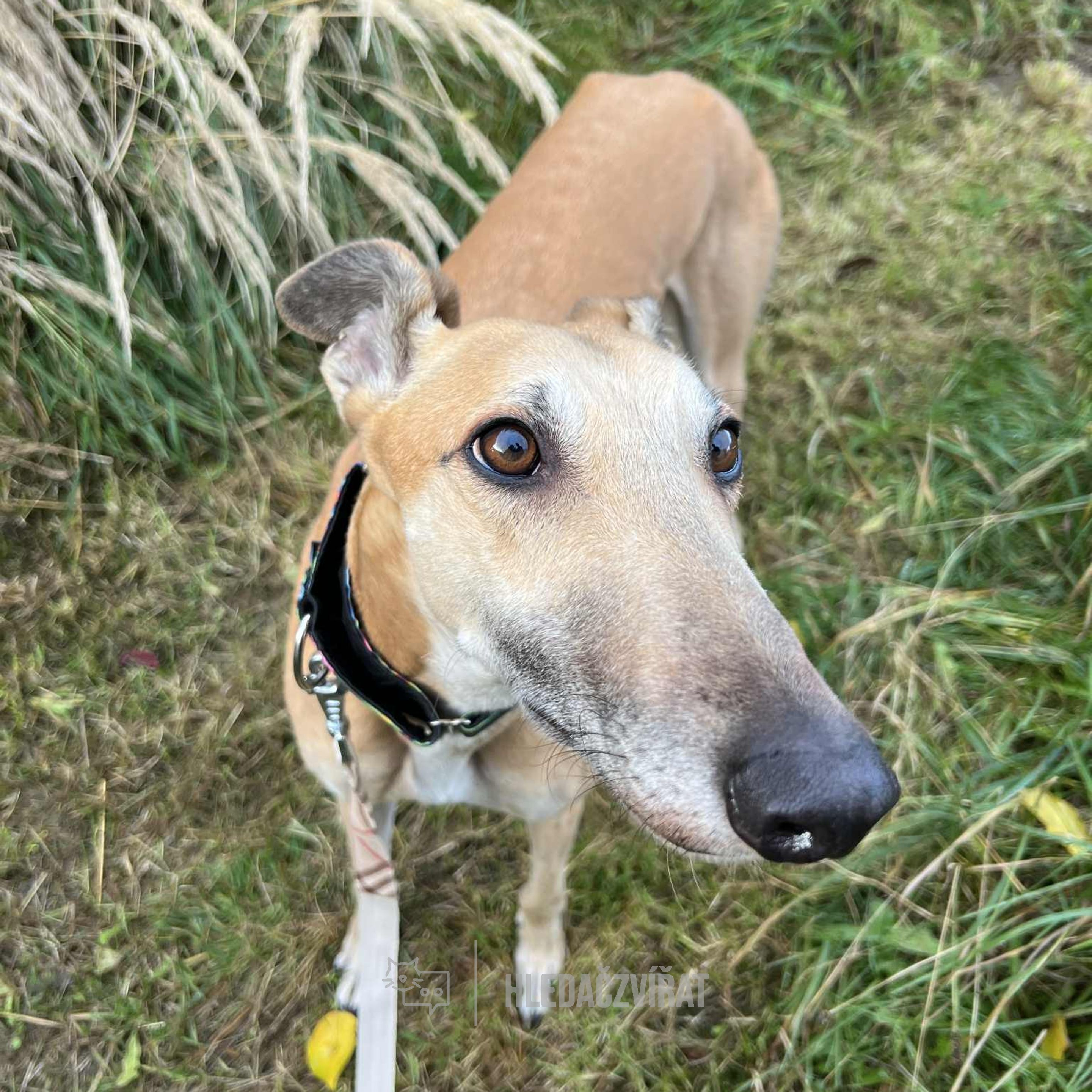 Greyhound, skupina Chrti