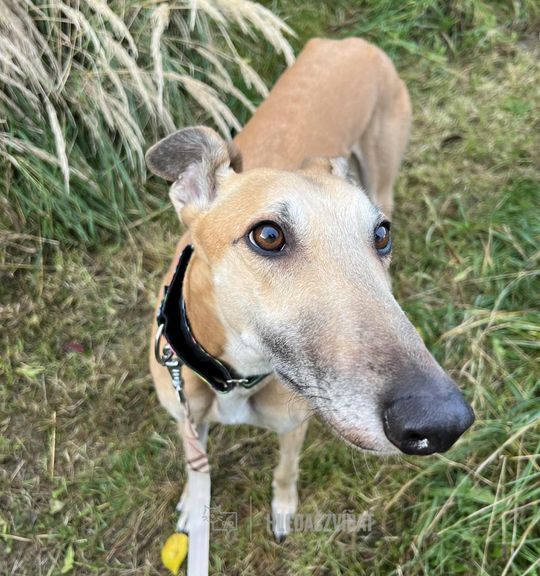 K adopci pes: Greyhound - PONGO - Greyhound k adopci z útulku chrti-v-nouzi
