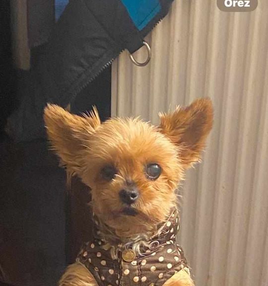 K adopci pes: Yorkšírský teriér - Peťulka z útulku kocici_dum_libnov