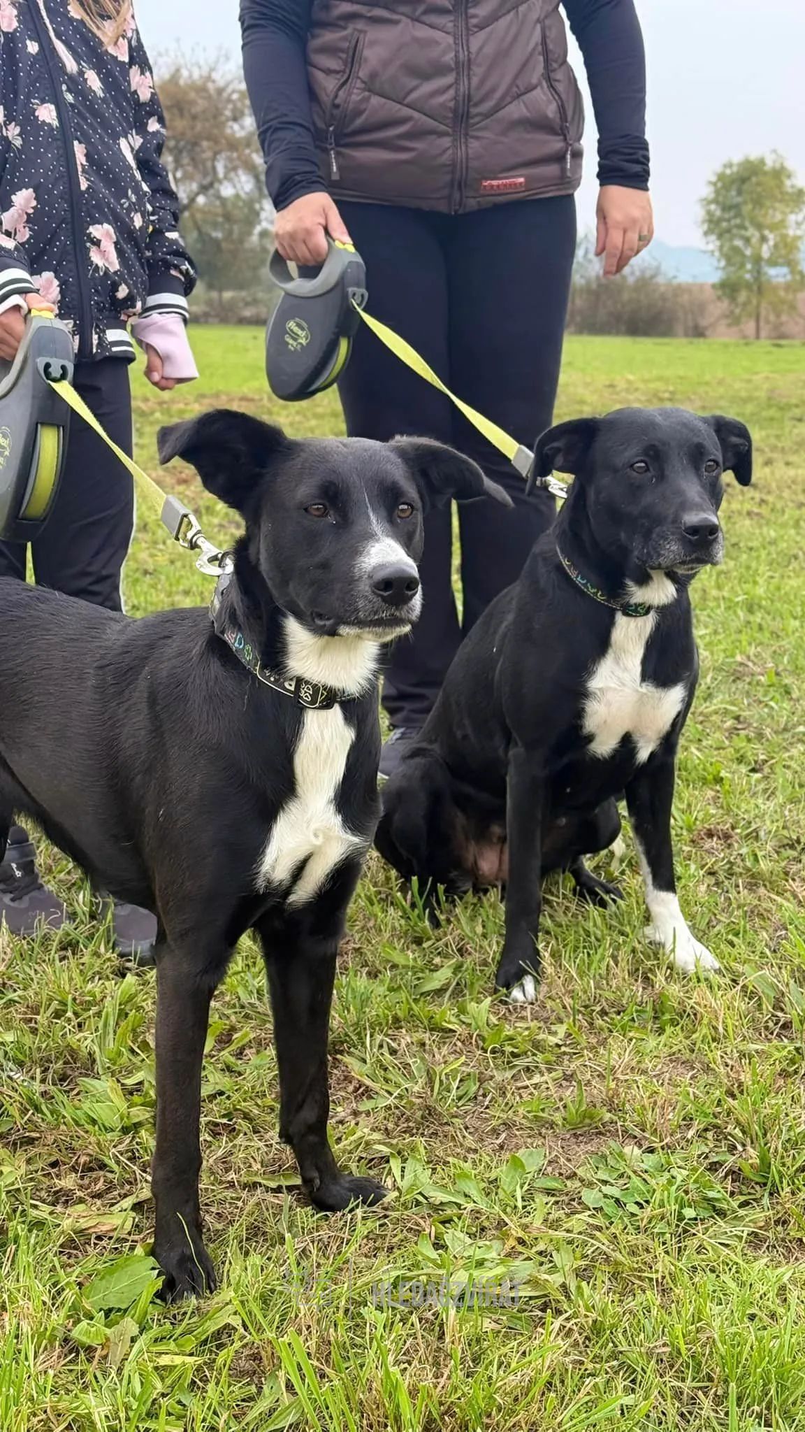 Kříženec, skupina Ostatní plemena a kříženci